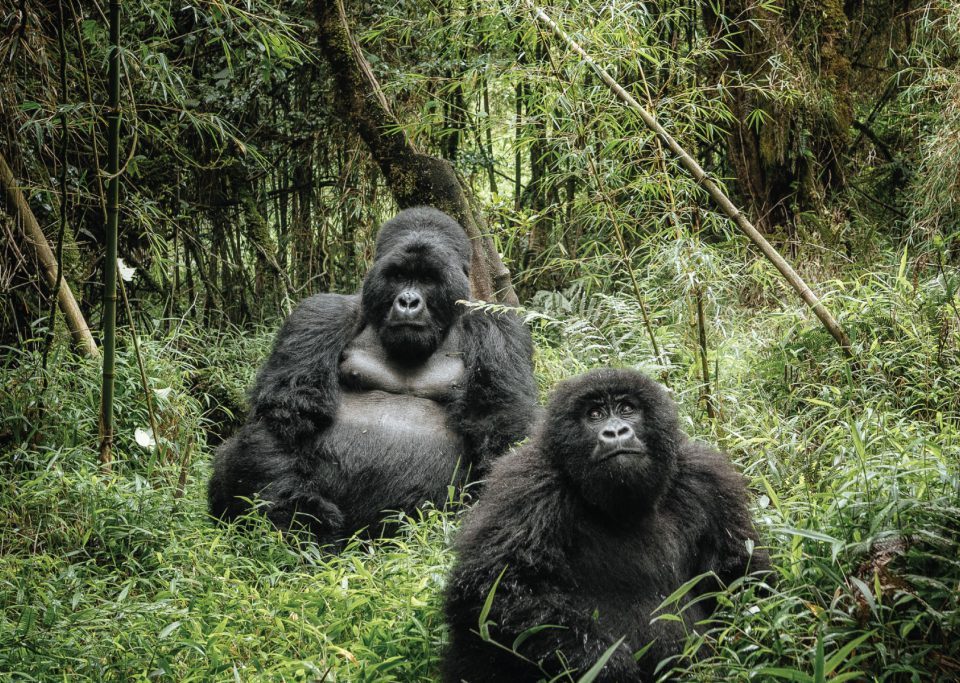 Gorilla Trekkking in uganda