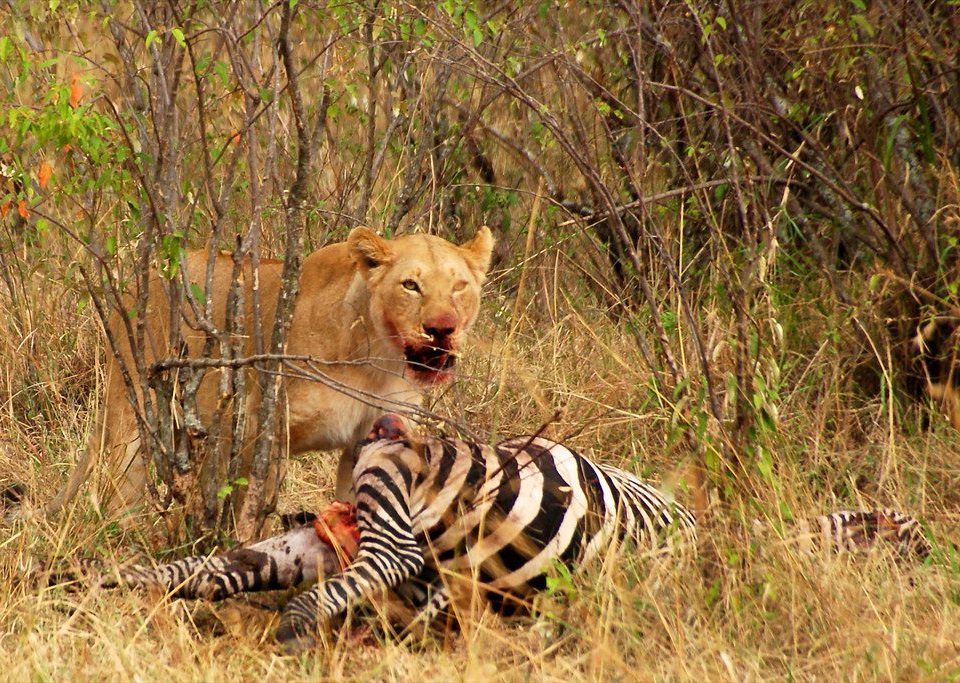 Wildlife Adventure in Kenya Rwanda